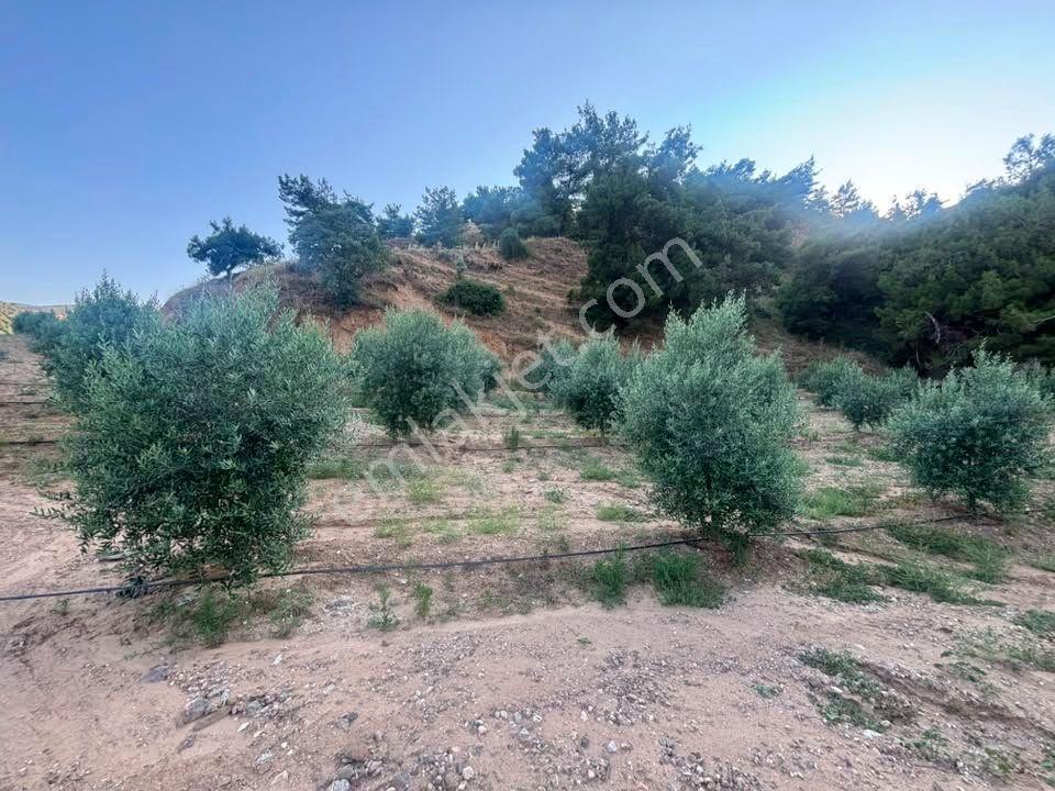 Tc Emlaktan Satılık 28.500 M2 Zeytinlik — fotoğraf 32