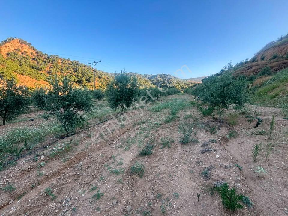 Tc Emlaktan Satılık 28.500 M2 Zeytinlik — fotoğraf 33