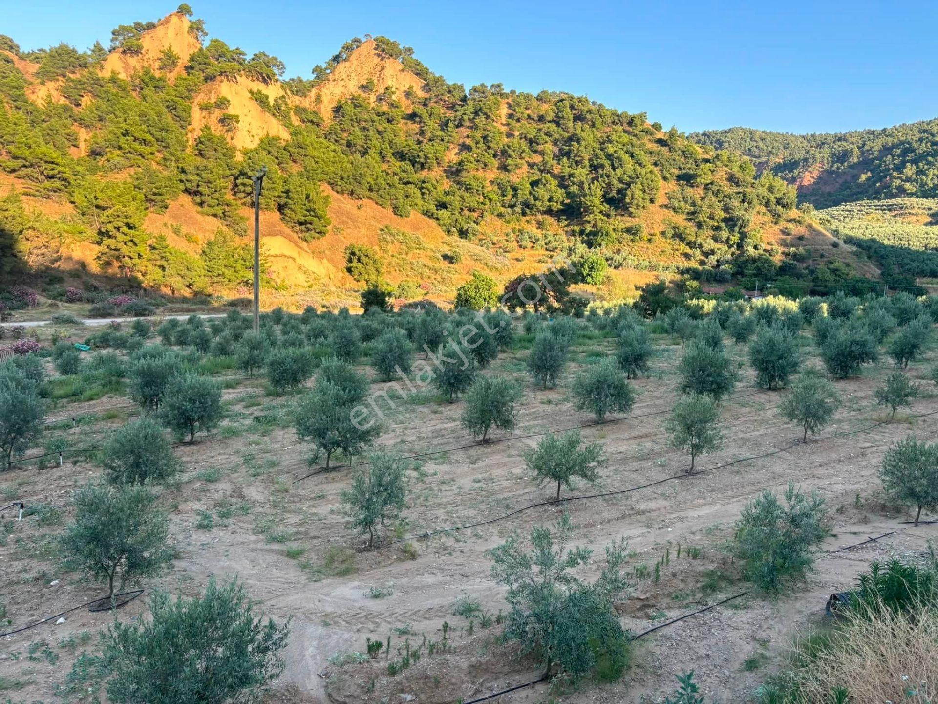 Tc Emlaktan Satılık 28.500 M2 Zeytinlik — fotoğraf 34