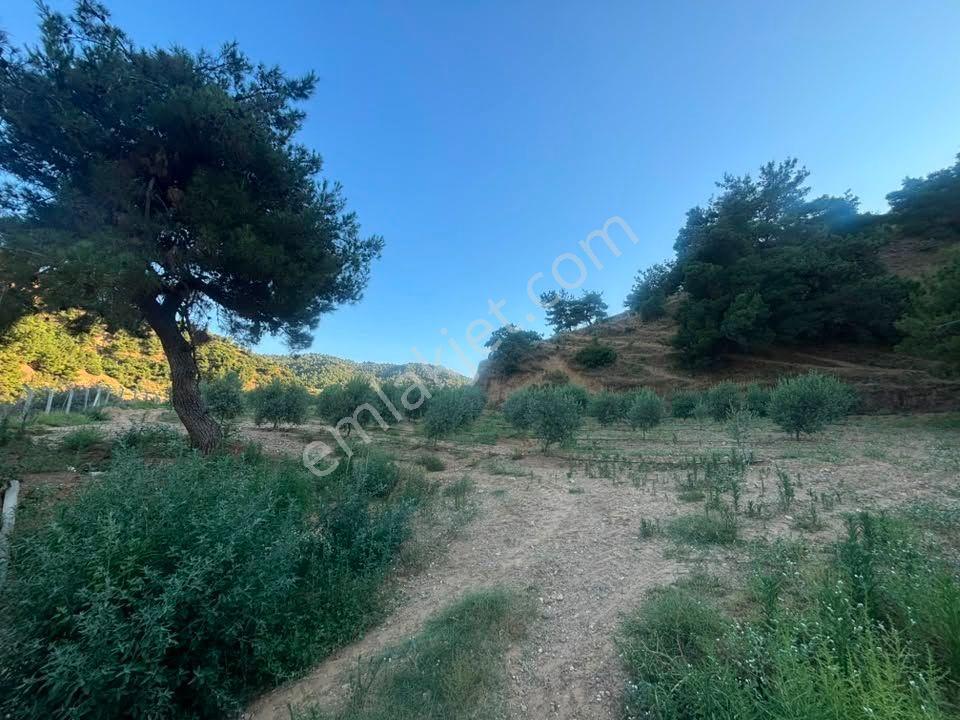 Tc Emlaktan Satılık 28.500 M2 Zeytinlik — fotoğraf 35