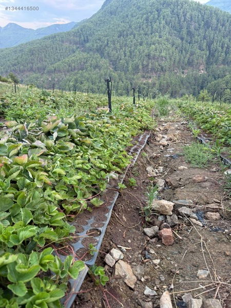 Altun Emlaktan Satılık Anamurda Masrafsız Büyük Tarım Arazisi — fotoğraf 6