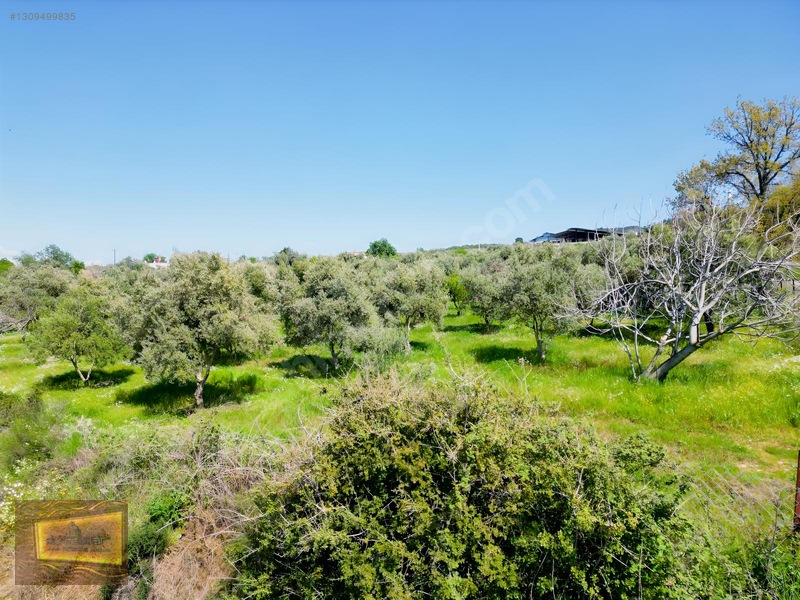 Manisa Turgutlu Yaylada Satılık 6.750 M2 Tarla — fotoğraf 12