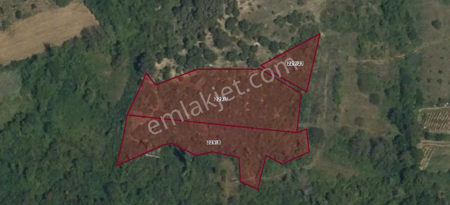 Satılık Eski Ceviz Bahçesi Toplam 6303 Metre Kare