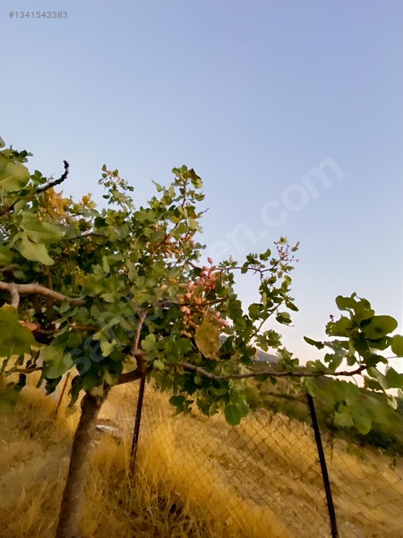 Zirve Emlak'tan Merkeze Yakın Bağ — fotoğraf 2