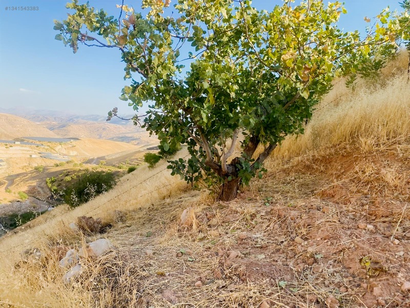Zirve Emlak'tan Merkeze Yakın Bağ — fotoğraf 3