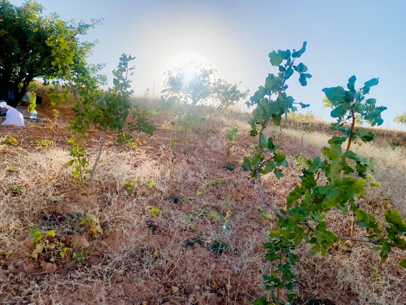 Zirve Emlak'tan Merkeze Yakın Bağ — fotoğraf 4