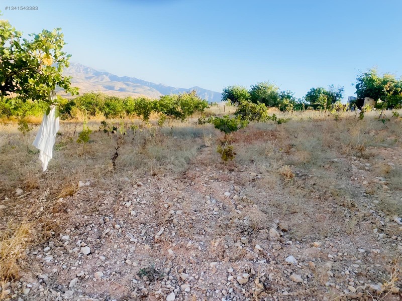 Zirve Emlak'tan Merkeze Yakın Bağ — fotoğraf 13
