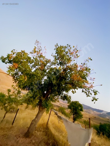 Zirve Emlak'tan Merkeze Yakın Bağ — fotoğraf 20