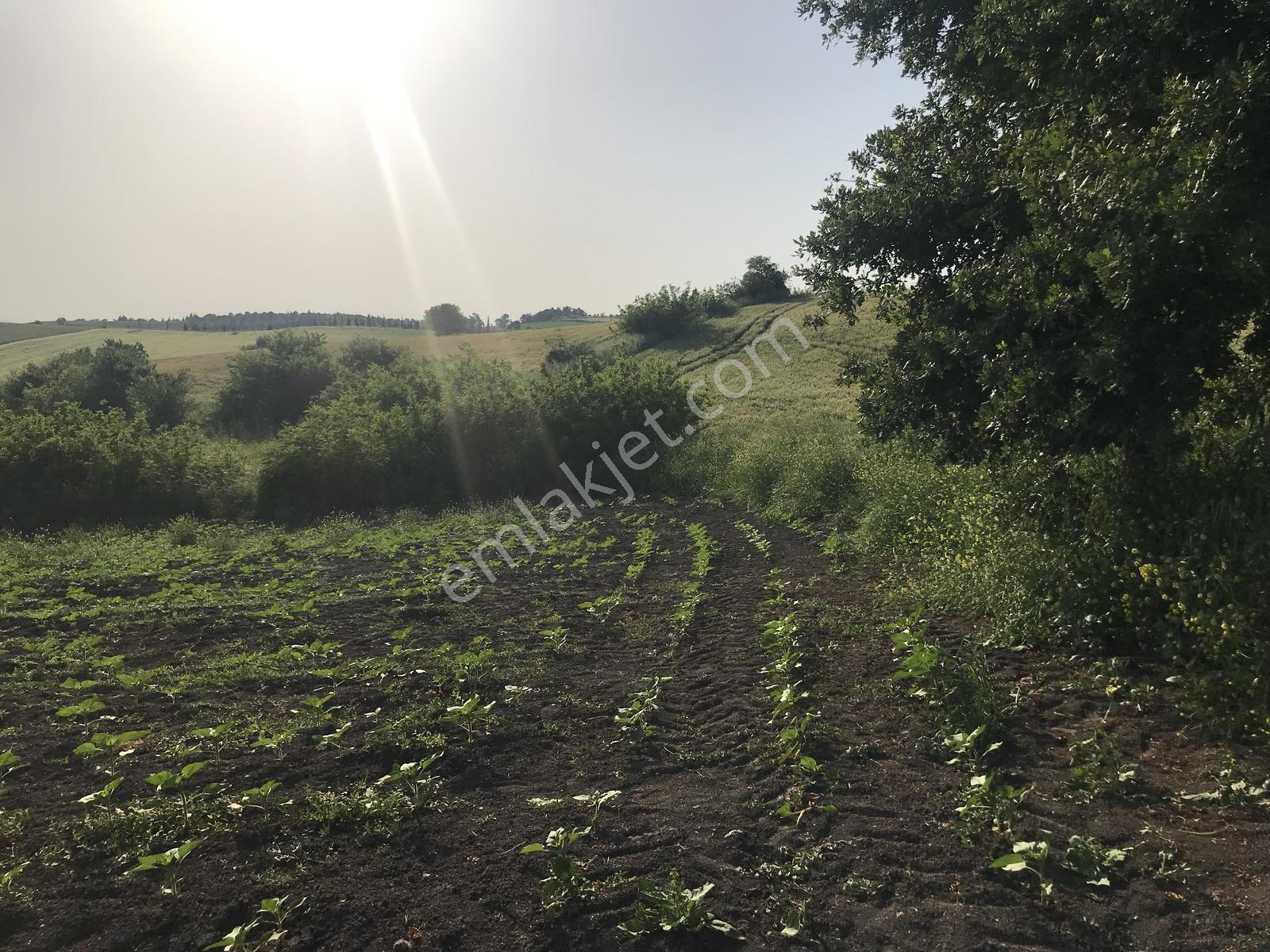 Bursa Mustafakemalpaşa Kosovada 6.920 M² Satılık Arazi — fotoğraf 2