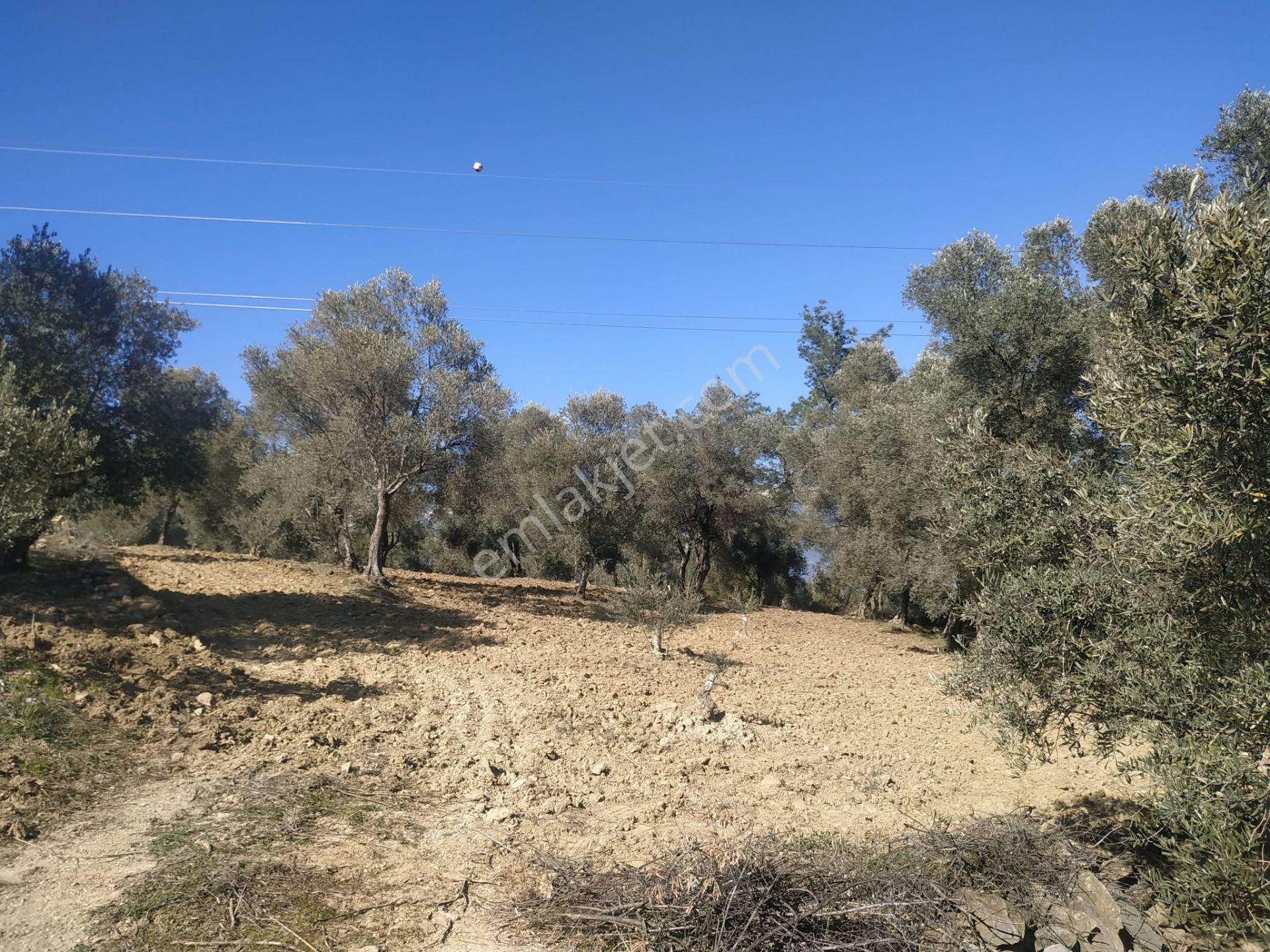 Seydikemer Atlı Dere’de Doğayla İç İçe 984 M² Yatırımlık Tarla — fotoğraf 6