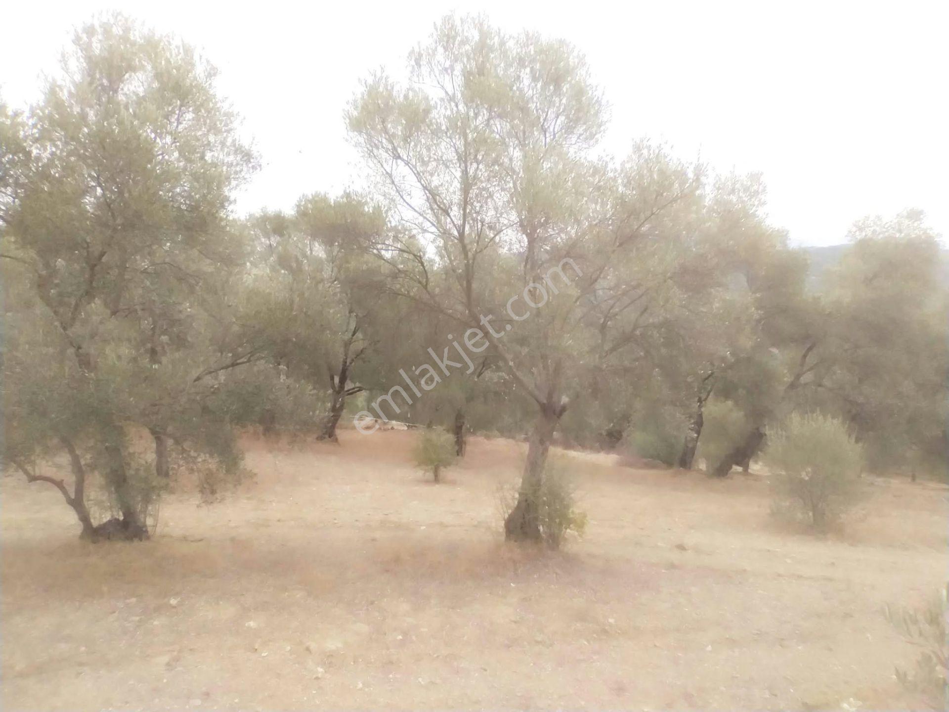 Seydikemer Atlı Dere’de Doğayla İç İçe 984 M² Yatırımlık Tarla — fotoğraf 7