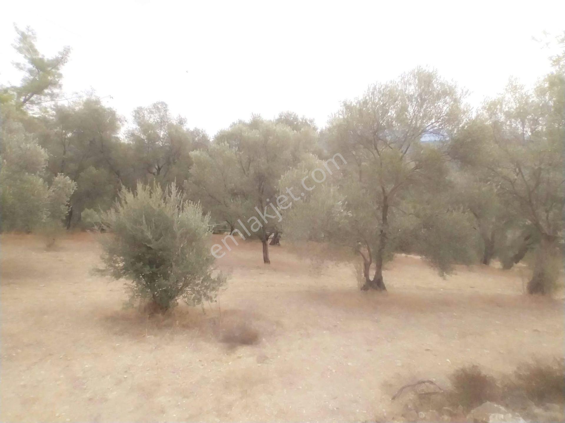 Seydikemer Atlı Dere’de Doğayla İç İçe 984 M² Yatırımlık Tarla — fotoğraf 9
