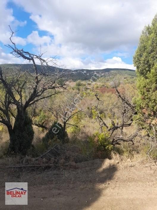 &bilecik Merkeze 3.km Mesafede Resmi Yolu Olan Hobi Bahçesi & — fotoğraf 5