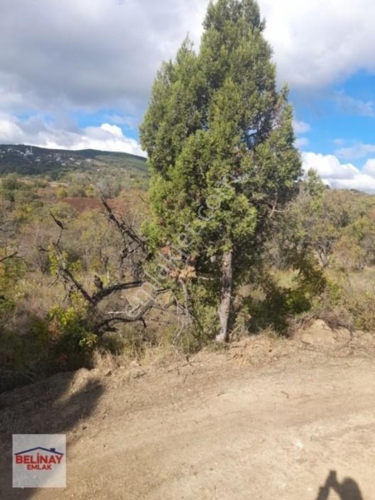 &bilecik Merkeze 3.km Mesafede Resmi Yolu Olan Hobi Bahçesi & — fotoğraf 7