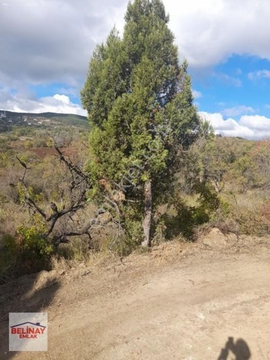 &bilecik Merkeze 3.km Mesafede Resmi Yolu Olan Hobi Bahçesi & — fotoğraf 14