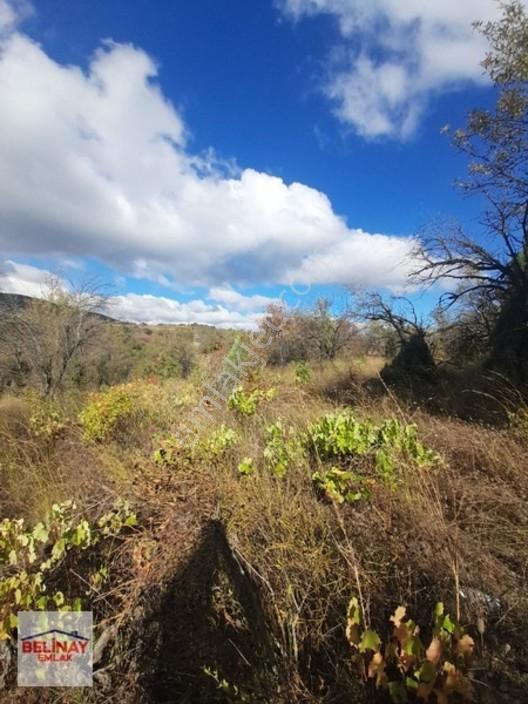 &bilecik Merkeze 3.km Mesafede Resmi Yolu Olan Hobi Bahçesi & — fotoğraf 21