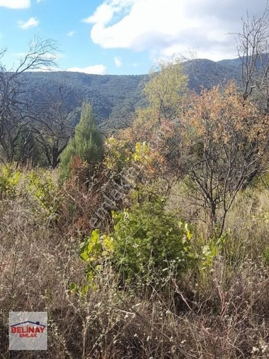 &bilecik Merkeze 3.km Mesafede Resmi Yolu Olan Hobi Bahçesi & — fotoğraf 23