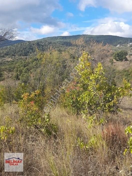 &bilecik Merkeze 3.km Mesafede Resmi Yolu Olan Hobi Bahçesi & — fotoğraf 26
