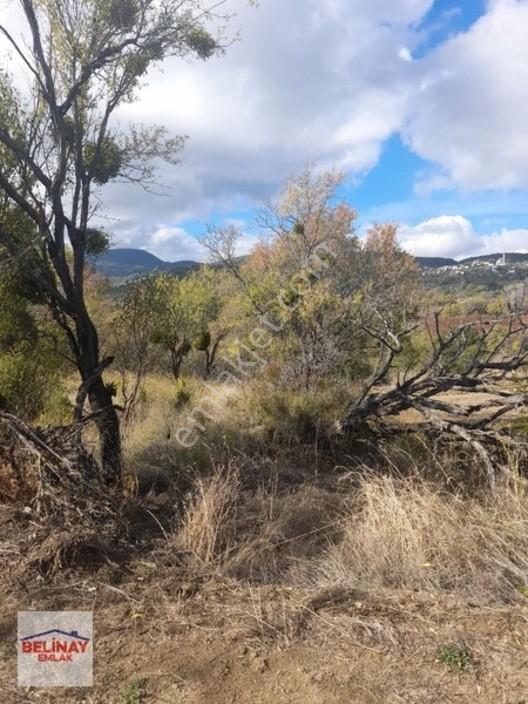 &bilecik Merkeze 3.km Mesafede Resmi Yolu Olan Hobi Bahçesi & — fotoğraf 30