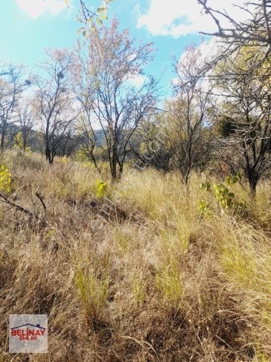&bilecik Merkeze 3.km Mesafede Resmi Yolu Olan Hobi Bahçesi & — fotoğraf 34