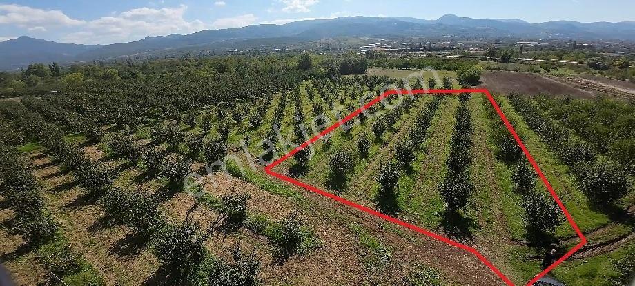 Geyve Eşme De Satılık Araç Takaslı Ayva Bahçesi
