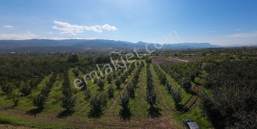 Geyve Eşme De Satılık Araç Takaslı Ayva Bahçesi — fotoğraf 2