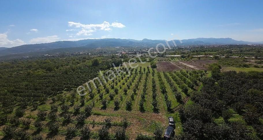 Geyve Eşme De Satılık Araç Takaslı Ayva Bahçesi — fotoğraf 6