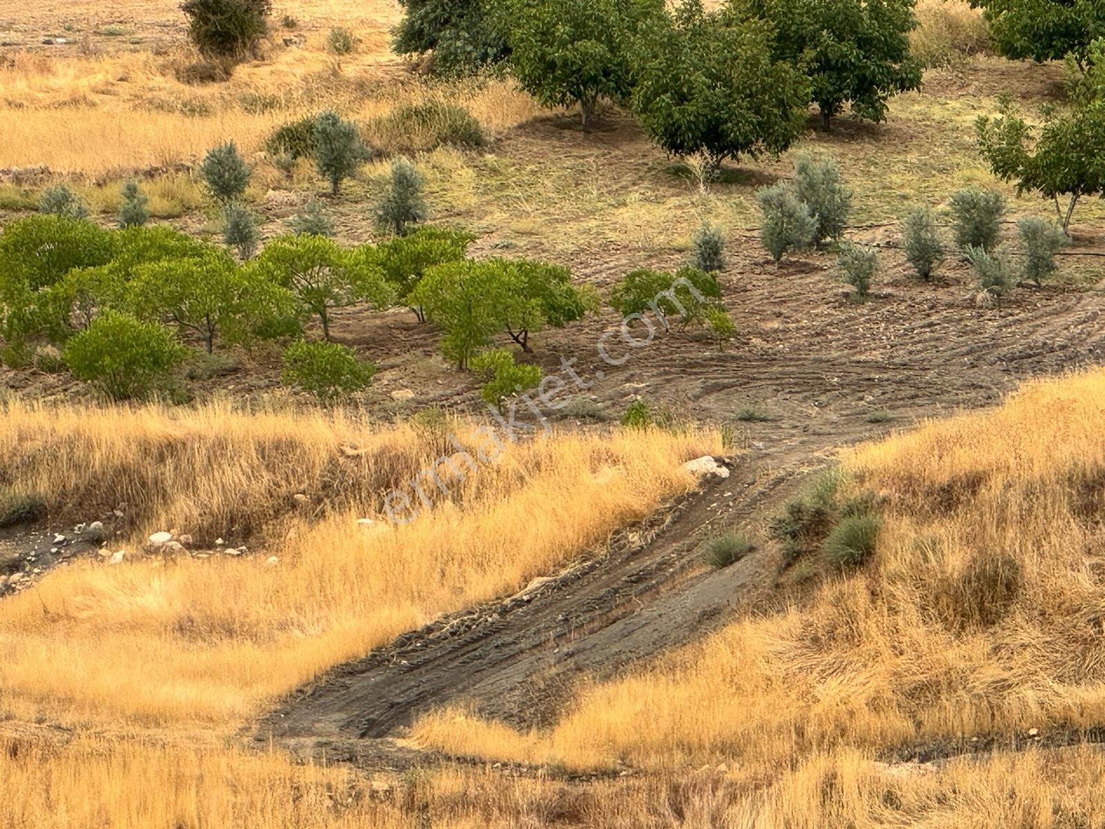 İmar Yakınında Satılık 4.500 M2 Satılık Müstakil Tapulu Bağ — fotoğraf 12