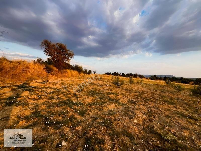 Denizli Kale'de Zeytin Bahçesi — fotoğraf 2