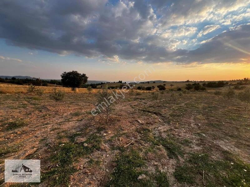 Denizli Kale'de Zeytin Bahçesi — fotoğraf 4