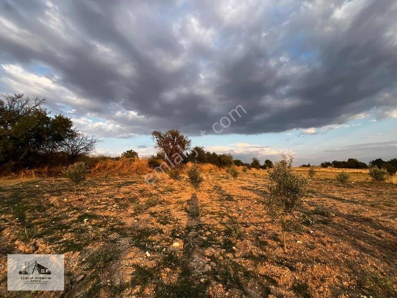 Denizli Kale'de Zeytin Bahçesi — fotoğraf 5