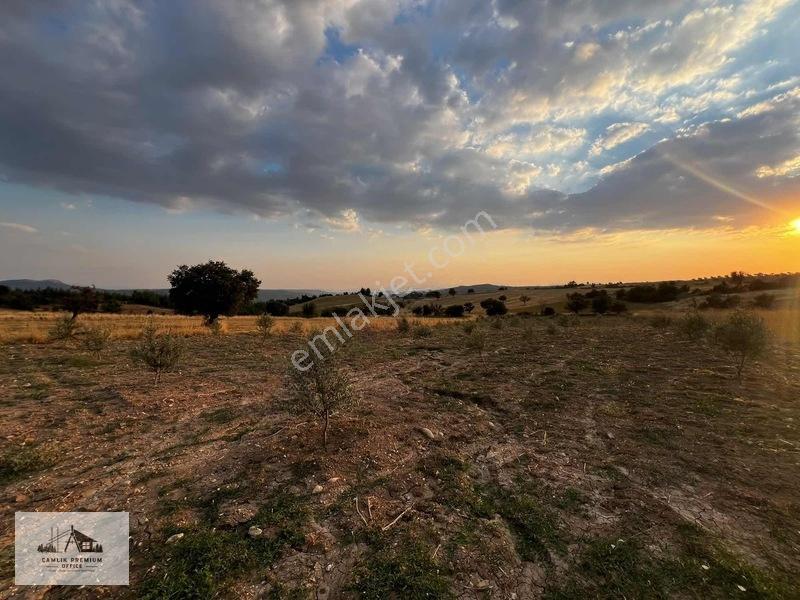 Denizli Kale'de Zeytin Bahçesi — fotoğraf 6