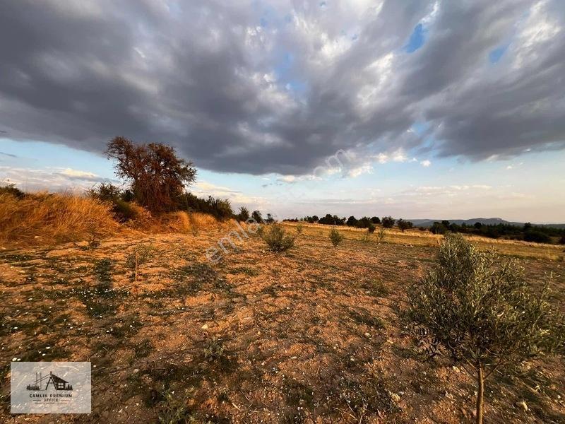 Denizli Kale'de Zeytin Bahçesi — fotoğraf 7