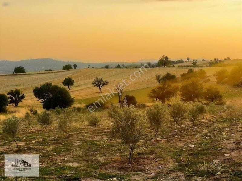 Denizli Kale'de Zeytin Bahçesi — fotoğraf 8