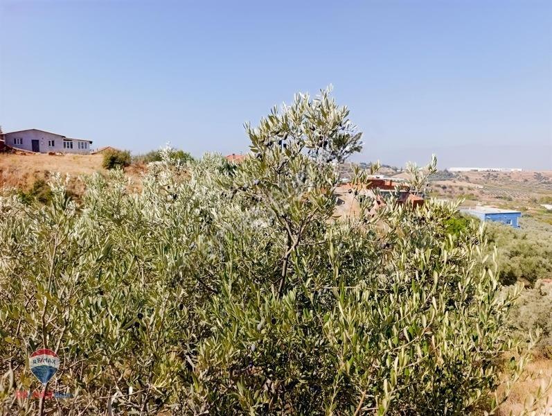 211 Turgutlu Çepnıbektaşta 4317 M² Köye Yürüme Mesafesınde — fotoğraf 5