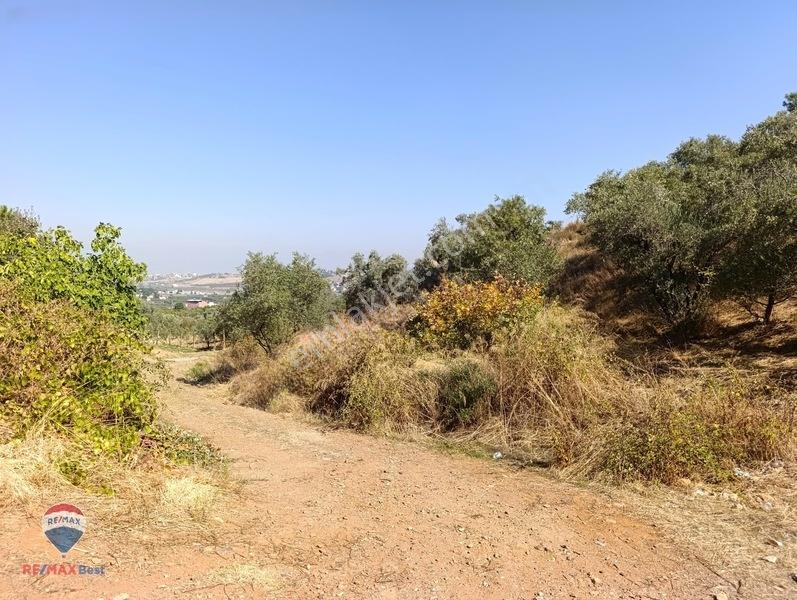 211 Turgutlu Çepnıbektaşta 4317 M² Köye Yürüme Mesafesınde — fotoğraf 7