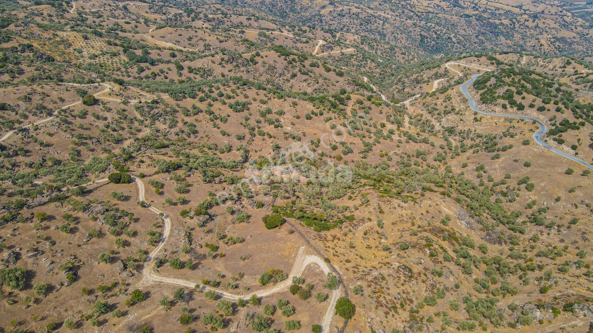 Aydın Koçarlı Gözkaya Mahallesi'nde Satılık Zeytinlik Arazisi — fotoğraf 5
