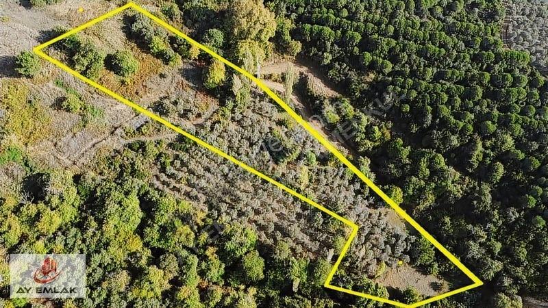 Ay Emlak'Tan Deniz Manzaralı Yolu & Suyu Olan 6.320 M² Zeytinlik