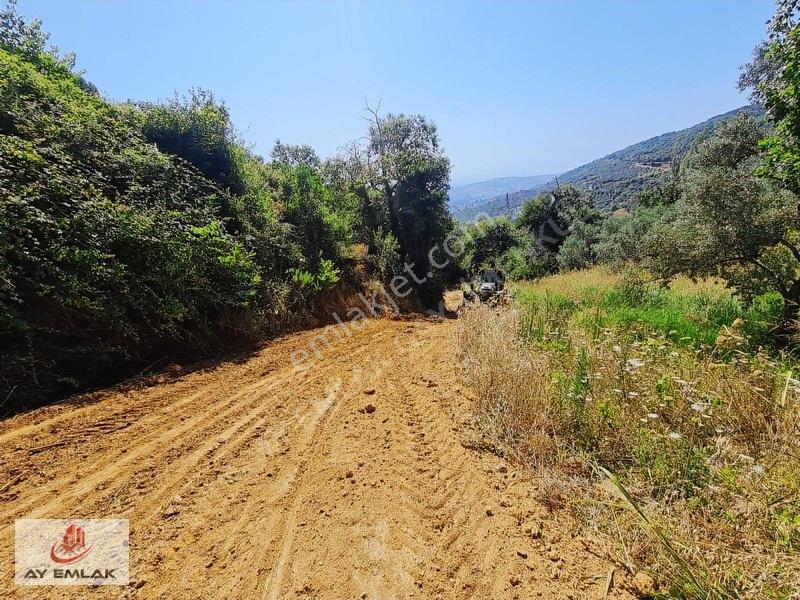 Ay Emlak'tan Deniz Manzaralı Yolu & Suyu Olan 6.320 M² Zeytinlik — fotoğraf 2