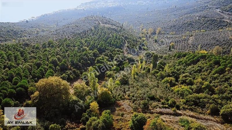 Ay Emlak'tan Deniz Manzaralı Yolu & Suyu Olan 6.320 M² Zeytinlik — fotoğraf 5