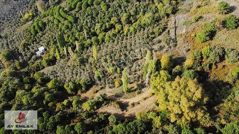 Ay Emlak'tan Deniz Manzaralı Yolu & Suyu Olan 6.320 M² Zeytinlik — fotoğraf 7