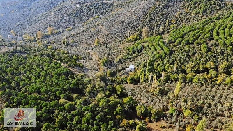 Ay Emlak'tan Deniz Manzaralı Yolu & Suyu Olan 6.320 M² Zeytinlik — fotoğraf 8