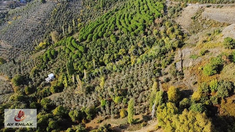 Ay Emlak'tan Deniz Manzaralı Yolu & Suyu Olan 6.320 M² Zeytinlik — fotoğraf 9