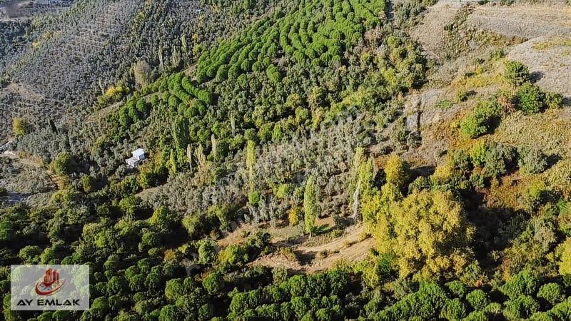 Ay Emlak'tan Deniz Manzaralı Yolu & Suyu Olan 6.320 M² Zeytinlik — fotoğraf 10