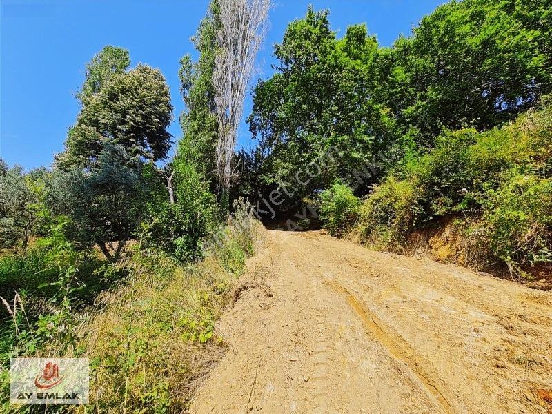 Ay Emlak'tan Deniz Manzaralı Yolu & Suyu Olan 6.320 M² Zeytinlik — fotoğraf 11