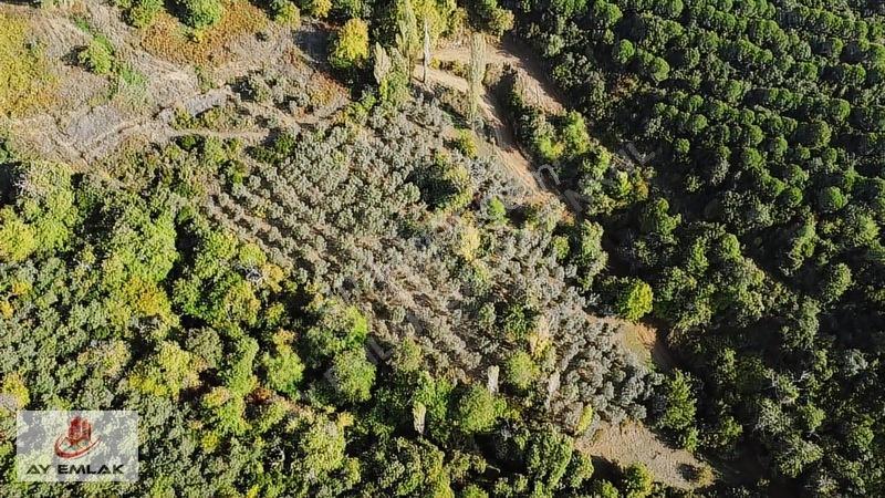 Ay Emlak'tan Deniz Manzaralı Yolu & Suyu Olan 6.320 M² Zeytinlik — fotoğraf 13
