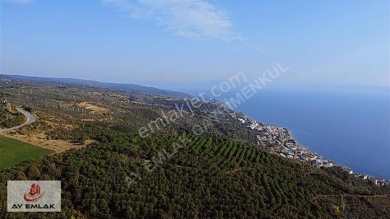 Ay Emlak'tan Deniz Manzaralı Yolu & Suyu Olan 6.320 M² Zeytinlik — fotoğraf 14