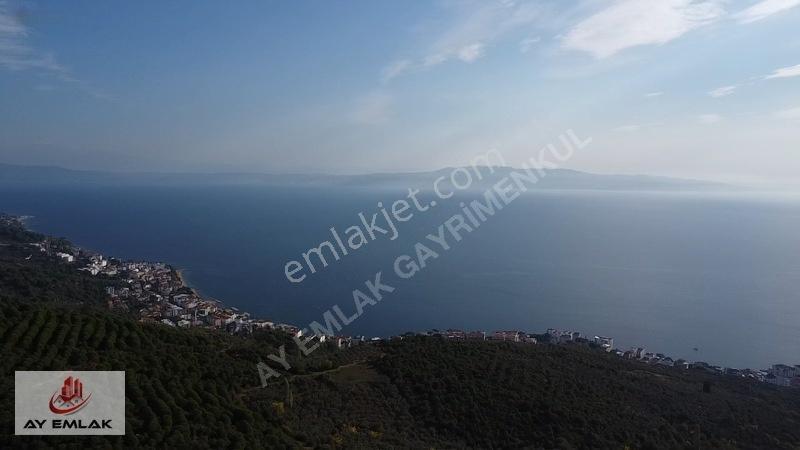 Ay Emlak'tan Deniz Manzaralı Yolu & Suyu Olan 6.320 M² Zeytinlik — fotoğraf 15