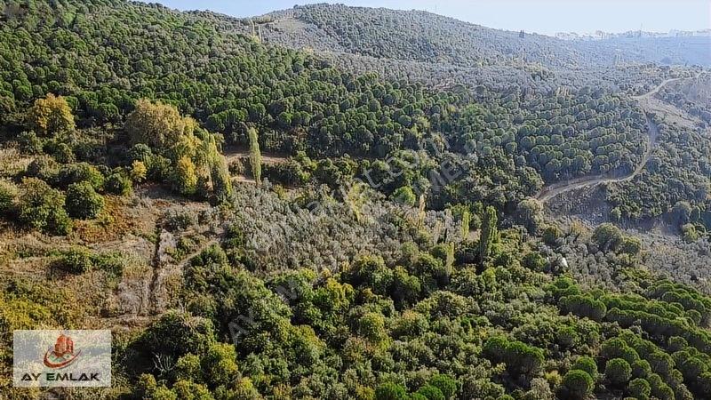 Ay Emlak'tan Deniz Manzaralı Yolu & Suyu Olan 6.320 M² Zeytinlik — fotoğraf 21