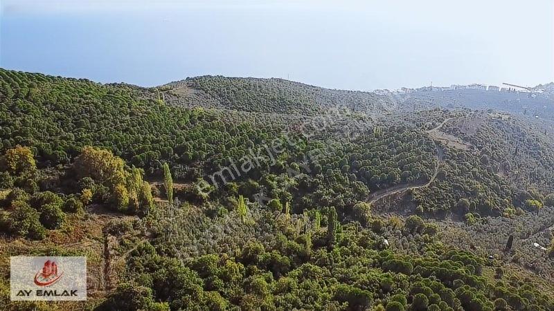 Ay Emlak'tan Deniz Manzaralı Yolu & Suyu Olan 6.320 M² Zeytinlik — fotoğraf 22
